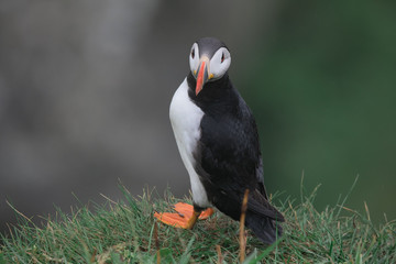 Naklejka premium Puffin on the cliffs of Mykines island in the Faroe Islands