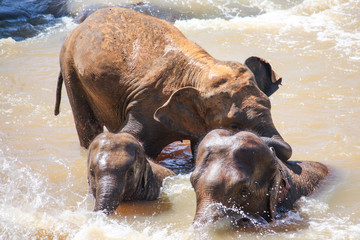 trzy słonie bawiące się w rzece © QMaro