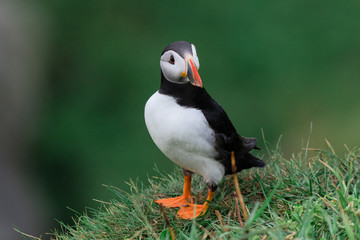 Puffin on the cliffs of Mykines island in the Faroe Islands