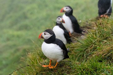 Puffins on the cliffs of Mykines island in the Faroe Islands