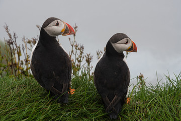 Puffins on the cliffs of Mykines island in the Faroe Islands