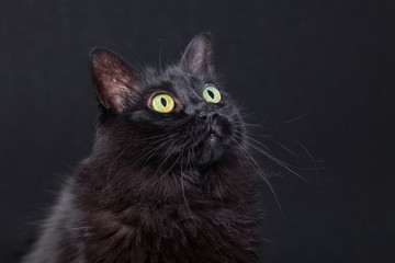 Portrait of a black cat looking up on a dark background, acting curious and focused. Long hair Turkish Angora breed. Adult female.