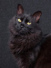 Cute black cat sitting in profile, looking at camera with sleepy eyes on a dark background. Long hair Turkish Angora breed. Adult female.