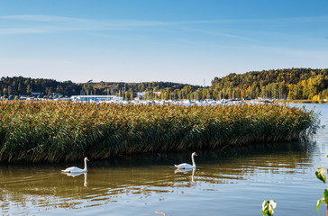 autumn Lake With Swans