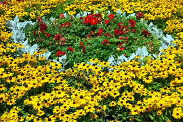 Obraz premium Colorful flowers in garden 
