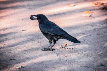 Le corbeau emportant une noix