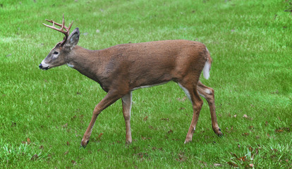 Buck searching for does