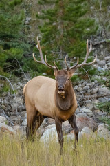 Deer in Jasper National Park, Canada
