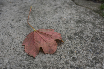 Liść na chodniku  © kudlacz1984