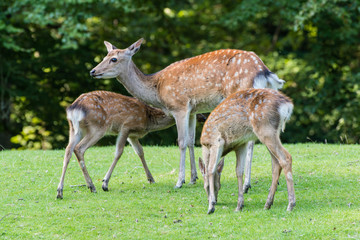 a female fallow deer with two puppies