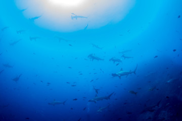 School of Hammerhead Sharks