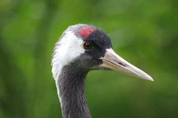 Crane's head with green background