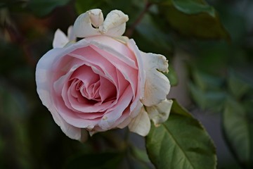 welkende Rose im Herbst