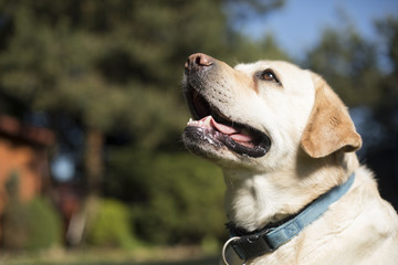 Dog, Labrador Retriever 