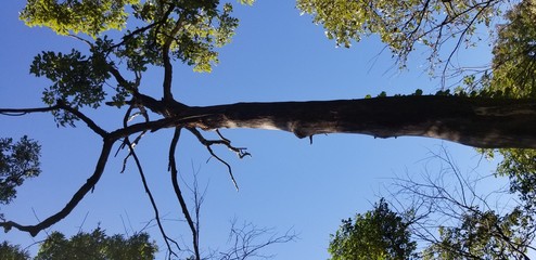 Scary tree