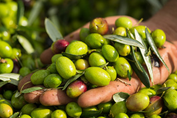 Olive verdi in mano