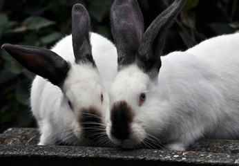 Californian breed of rabbits