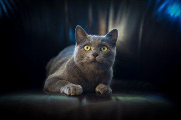Un chat gris de face,regardant en haut couché sur un fauteuil sur un fond noir et des reflets bleus - obrazy, fototapety, plakaty