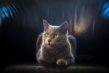 Un chat gris de face, regardant à gauche, couché sur un fauteuil sur un fond noir et des reflets bleus