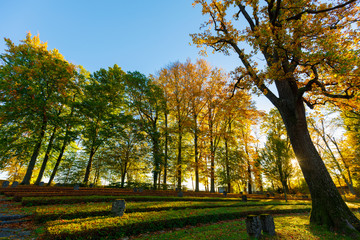 Autumn trees at graveyard