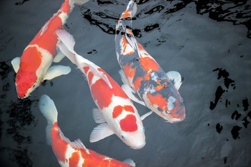 beautiful koi carp fishes swimming in clear water