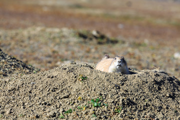 A defensive prairie dog glares at the camera