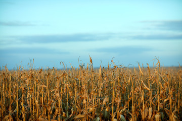 Dried maize plants ready for the fall harvest