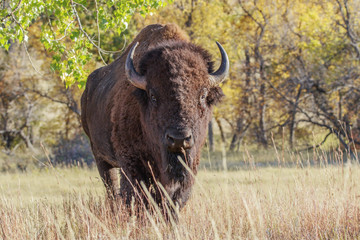 Mighty Bison in Custer State Park