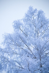 Fototapeta na wymiar First snow on branches of frosty tree
