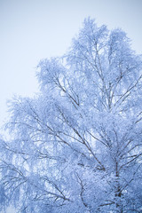 First snow on branches of frosty tree