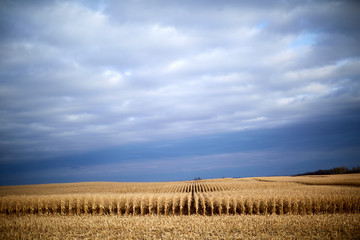 Atmospheric autumn landscape of ripe maize