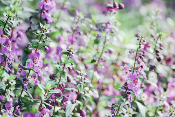 purple Salvia flower bushes in garden 
