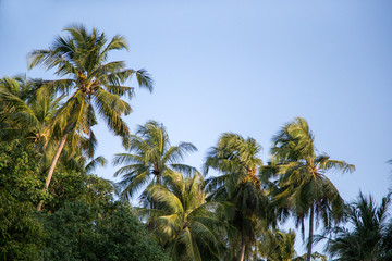 Fototapeta na wymiar Palm trees and a blue sky