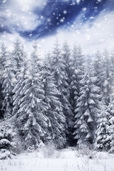 Snow covered pine forest