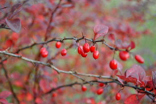 Berberys - Berberis