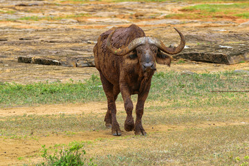 Portrait of an African Cape Buffalo also known as syncerus cafferliving in the wilderness in the savannah somewhere in tsavo east national park, kenya, africa.