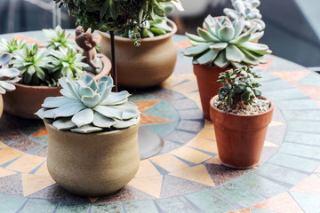 green succulent plants in pot on table