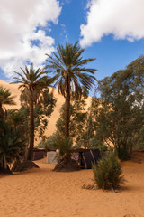 Obraz na płótnie Canvas oasis in the Sahara desert