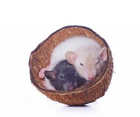 Zwei süße Nager in einer Kokosnuss Schale. Isoliert mit weißem Hintergrund. 