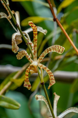 orchidée rare des tropiques