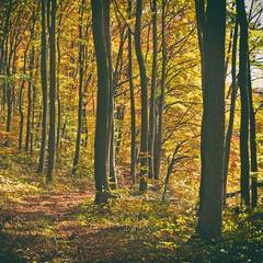 Fototapeta premium Forest road in autumn with vintage effect