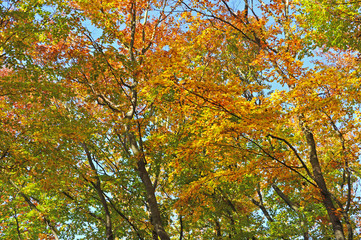Autumn beech leaves on a tree in forest