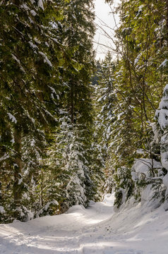 footpath in snowy spruce forest