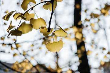 golden ginkgo leaves on branch at autumn 