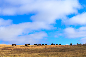 A herd of Bison line the horizon in Theodore Roosevelt National Park, North Dakota