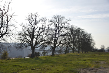 baum, allee, kahl, herbst, landschaft, natur, wiese, gras, green, tal, brücke, nebel, europa, , deutsch, schwäbische alb, pflanze, ausserhalb, land, gegend, 