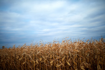 Field of autumn maize ready for harvesting