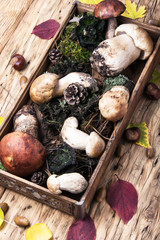box with forest mushrooms