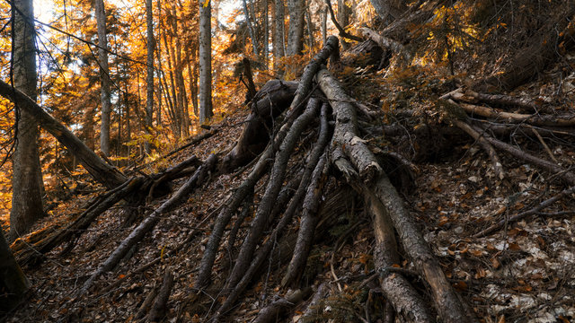 Fairy forest with plexus of pine tree roots