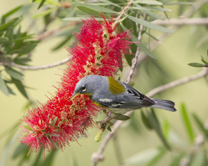Northern Parula Warbler